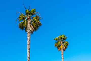 palm tree on sunny day with blue sky background.