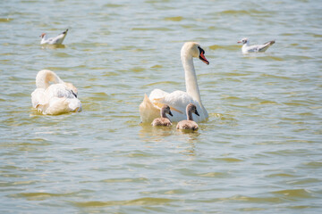 A pair of mute swans, Cygnus olor, swimming on a lake with its new born baby cygnets. Mute swan protects its small offspring. Gray, fluffy new born baby cygnets.