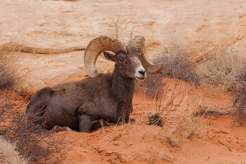 Desert bighorn sheep in red rock mountains