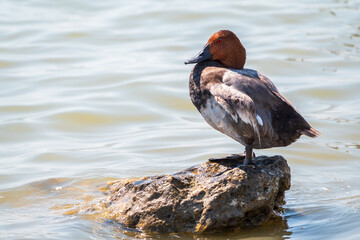 Beautiful duck, Common pochard male, Aythya ferina, standing on a lake shore.