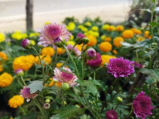 flowers in the garden
