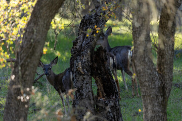 Santa Barbara California Wildlife, Wild Deer in Oak Trees
