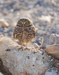 Burrowing Owl in nest in desert
