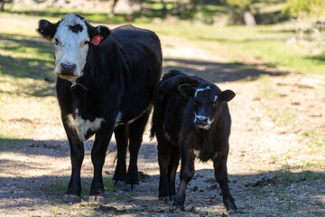 Mother and Baby Cow on Ranch Roads, Santa Barbara Cattle