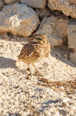 Burrowing Owl in nest in desert