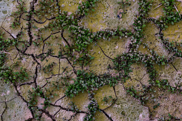 The plant grows on the cracked ground