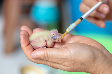A baby Cockatiel Wait for food.
