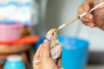 A baby Cockatiel Wait for food.