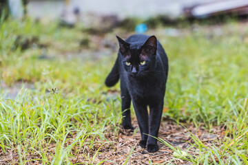 Black adult mongrel cat lies on the floor