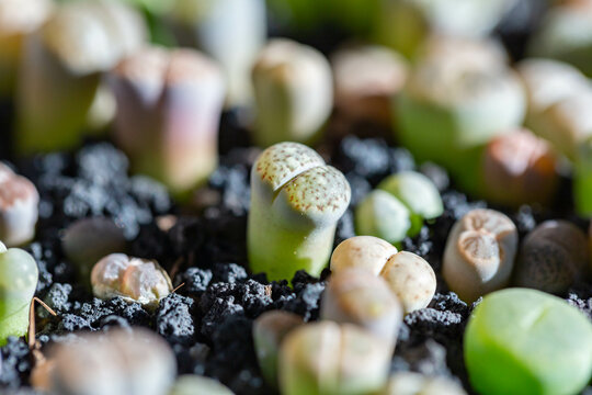 Lithops are popular novelty house plants and many specialist succulent growers maintain collections
