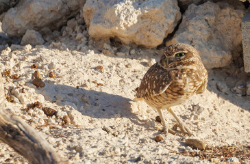 Burrowing Owl in nest in desert