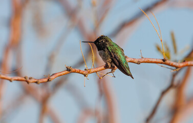 Costa's Hummingbird on tree branch 