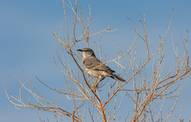 western mocking bird on tree. 