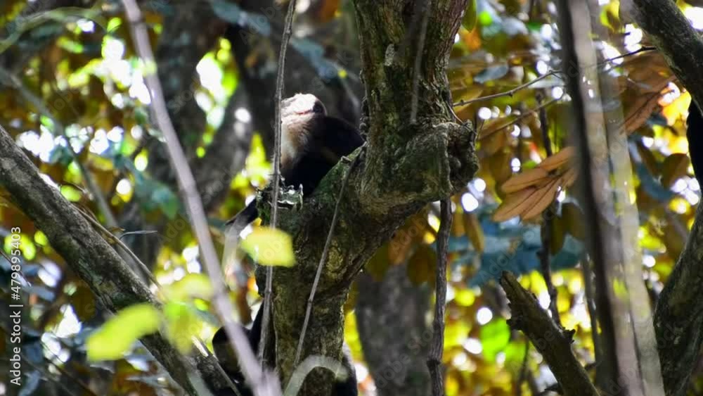 Poster three young white faced capuchin monkeys hanging out and playing on a thick branch of a high tree. s
