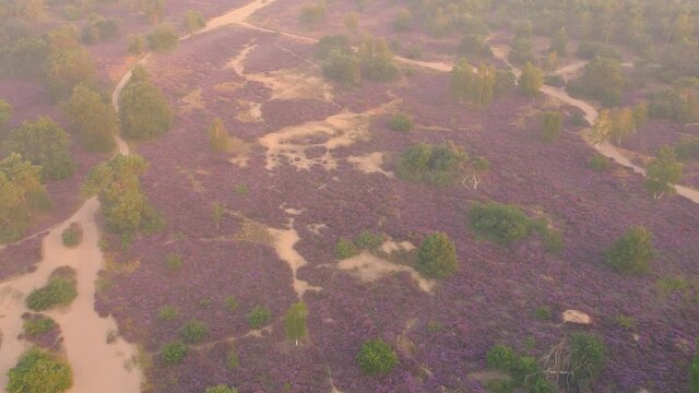 Aerial shot descending over heather fields and coniferous forest in Veluwe National Park, Netherlands