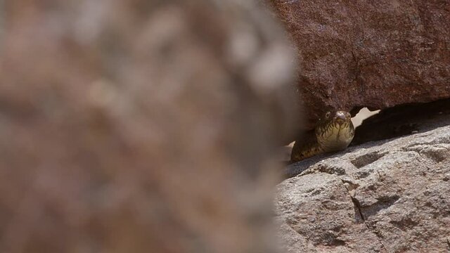 A Grass Snake, aka Water Snake, Natrix natrix pokes his head out from its hiding place under a boulder at the Lake Kerkini wetland in Northern Greece.