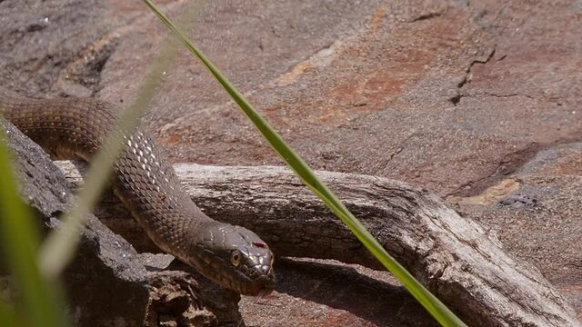 A large Grass Snake, aka Water Snake, Natrix natrix slithers down some rocks his belly full with a meal at the Lake Kerkini wetland in Northern Greece.
