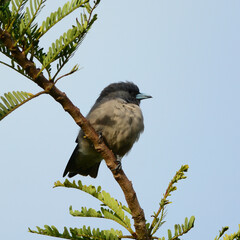 Bird (Ashy Woodswallow) in nature, in Thailand