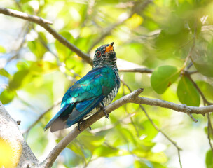beautiful female Asian Emerald Cuckoo.(Chrysococcy x maculatus) on a branch, in nature