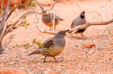California quail in red rock desert