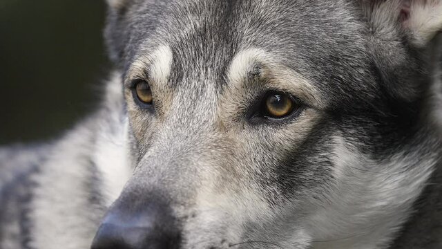 Face of a still wolfdog with yellow eyes and grey fur, super close up