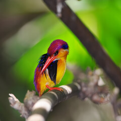 Colorful Bird  (ฺBlack-backed Kingfisher) in nature, in Thailand