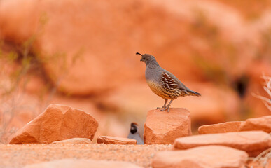 California quail in red rock desert