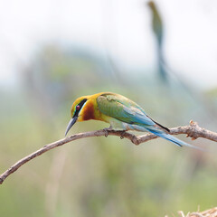 Green bird (Blue tailed Bee eater) nature in Thailand