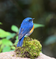 Blue bird, male Himalayan Bluetail (Tarsiger rufilatus) on a Green Moss