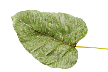 pho leaf dry isolated on white background.