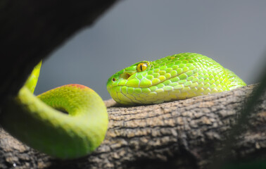 snake in forest (green pit viper)