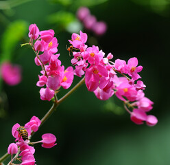 Fototapeta na wymiar Soft-focus beautiful pink flower