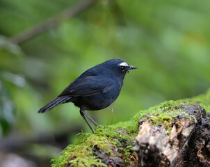 Black shortwing bird, male White-browed Shortwing (Brachypteryx montana), on a stone covered with green grass