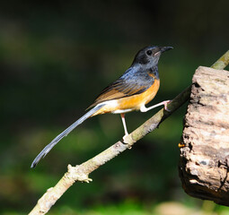 Bird White-Rumped Shama (Copsychus malabaricus) on the branch, in nature, in Thailand