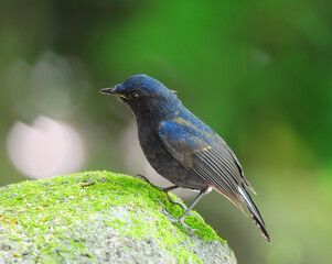 Blue birds White-tailed Robin (Myiomela leucura) on a stone covered with green grass
