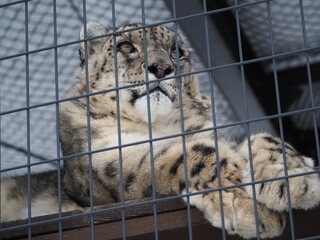 のんびりと見下ろすユキヒョウ