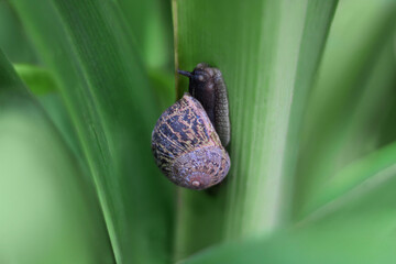 Snail gliding through the leaves