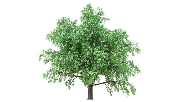 Growing trees on a white background 3D animation growth grow from small to large, Fraxinus trees animate in the wind on white background with alpha matt 3D virtual tree. Separated with alpha channels
