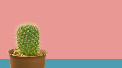 Cactus, desert plant