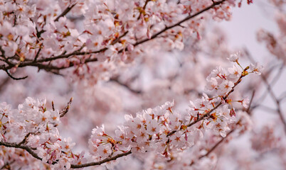 Background material of cherry blossoms in full bloom.　満開の桜の花の背景素材