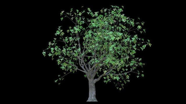 Growing trees on a white background 3D animation growth grow from small to large, Fig trees animate in the wind on black background with alpha matt 3D virtual tree. Separated with alpha channels