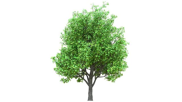 Growing trees on a white background 3D animation growth grow from small to large, Acer Campestre trees animate in the wind on white background with alpha matt 3D virtual tree. Separated with alpha