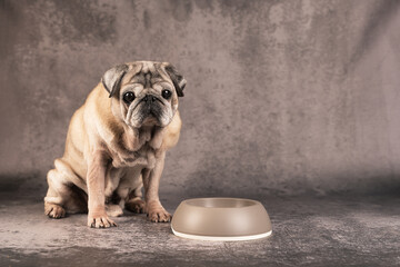 an elderly pug dog and a bowl on a gray background