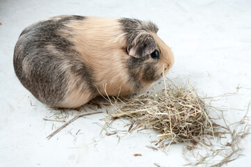 Animal care, beige guinea pig eats hay