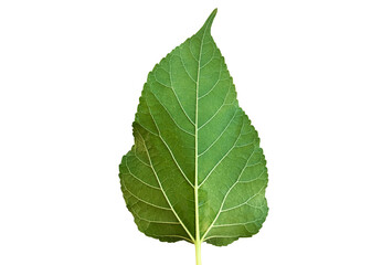 Isolated front and back mulberry leaf with clipping paths.