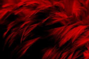 Beautiful Dark Red Feathers Texture Vintage Background. Swan Feathers on Black.