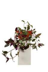 Indoor flower in a white pot