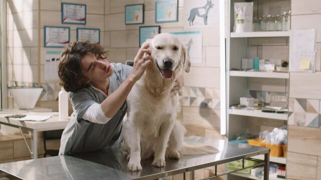Young male veterinarian in uniform examining golden retriever dog during health checkup in clinic