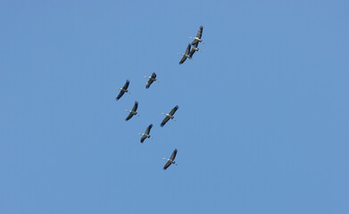 Crane birds fly over.
