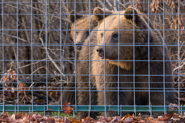 A Huge Brown Bear Standing by the Sanctuary Fence and Curiously Watching Its Visitors